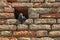 Dove sitting in a niche in the brick wall