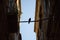 Dove sitting on a perch, in the old town of Tropea