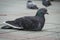 Dove sitting on the street, city square