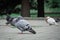 Dove sitting on the street, city square