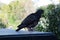 Dove sitting on the windowsill on a summer day, closeup