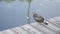 Dove sitting on a wooden pier