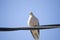 Dove Song Bird on a Power Line Staring Down