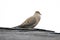 Dove Song Bird on Roof Cooing