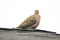 Dove Song Bird on Roof Cooing