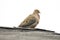 Dove Song Bird on Roof Cooing