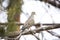 Dove Song Bird in a Tree