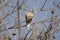 Dove Song Bird in a Tree