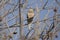 Dove Song Bird in a Tree