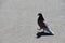 A dove steps along the asphalt / A bird on the path /