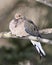 Dove Stock Photos. Mourning Dove close-up profile view perched on a tree branch with blur background in its environment and