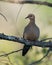 Dove Stock Photos.  Mourning Dove Stock Photos. Mourning Dove bird perched