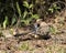 Dove Stock Photos.  Mourning Dove Stock Photos. Picture. Image. Portrait. Cleaning wings. Fluffy wings. Brown color