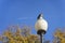 Dove on streetlamp close-up. Autumn day. Bright blue sky. Airplane and trace, vapor trails.