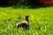 Dove sunbathing