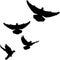 Dove swarm doves flying