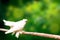 Dove on a tree branch on a green blurred background