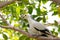 Dove on tree branch under sunlight