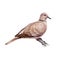 Dove on the tree branch watercolor illustration. Realistic streptopelia decaocto bird image. Hand drawn collared pigeon