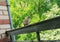 Dove turtle dove on the railing on the balcony against the background of bright juicy greenery