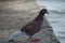 Dove with a violet neck with brown and white wings on a stone embankment