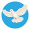 Dove of white color symbol of peace isolated in circle