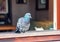 A dove on a window sill