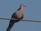 The dove on the wire in the beach area of Goa benaulim