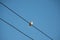 Dove is on wire. Dove is a ture love and bird family.