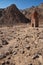 Dovecote in the desert