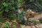 Dovecote for wild pigeons in the tropical pavilion.