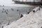 Doves and ducks walking at frozen lake in winter at Holosiivskyi National Nature Park, Kyiv, Ukraine