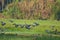 Doves on flight -birds on flight view from kerala village paddy field