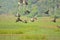 Doves on flight -birds on flight view from kerala village paddy field