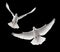 Doves flying