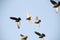 Doves flying in the sky