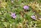 Doves foot Cranesbill