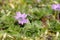 Doves foot Cranesbill