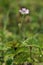 Doves-foot Cranesbill