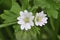 Doves-foot Cranesbill