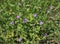 Doves-foot Cranesbill