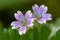 Doves foot cranesbill geranium molle