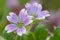 Doves foot cranesbill geranium molle