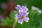 Doves foot cranesbill geranium molle