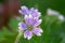 Doves foot geranium geranium molle flowers