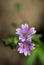 Doves foot geranium (geranium molle) flowers