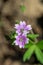 Doves foot geranium (geranium molle) flowers