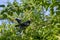 Doves in mulberry tree