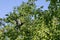 Doves in mulberry tree