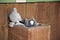 Doves in nesting box